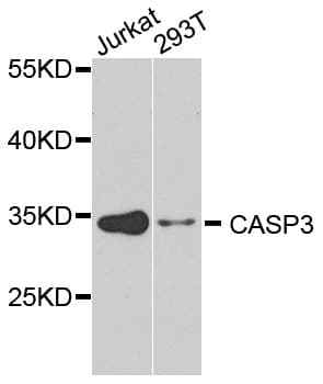 Polyclonal Rabbit anti-Human CASP3 / Caspase 3 Antibody (IHC, IF, WB)