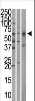 QIP1 / KPNA4 Antibody (aa1-30)