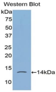 FKBP1A / FKBP12 Antibody (aa2-108, Cy3)