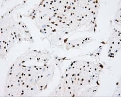CYP1A2 Antibody (clone OTI6E2, Carrier-free)
