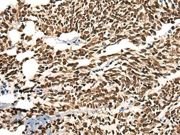 MORF4L2 / MRGX Antibody