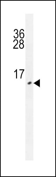 Monoclonal Mouse anti-Human URM1 Antibody (WB)