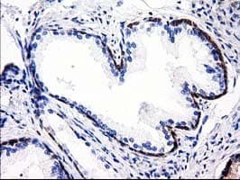 ALDH1L1 Antibody (clone 1H6, Carrier-free)