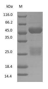 Guinea Pig IgG Protein (Native)
