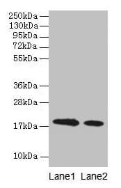 Polyclonal Rabbit anti-Bovine LGB / Beta-Lactoglobulin Antibody (WB)