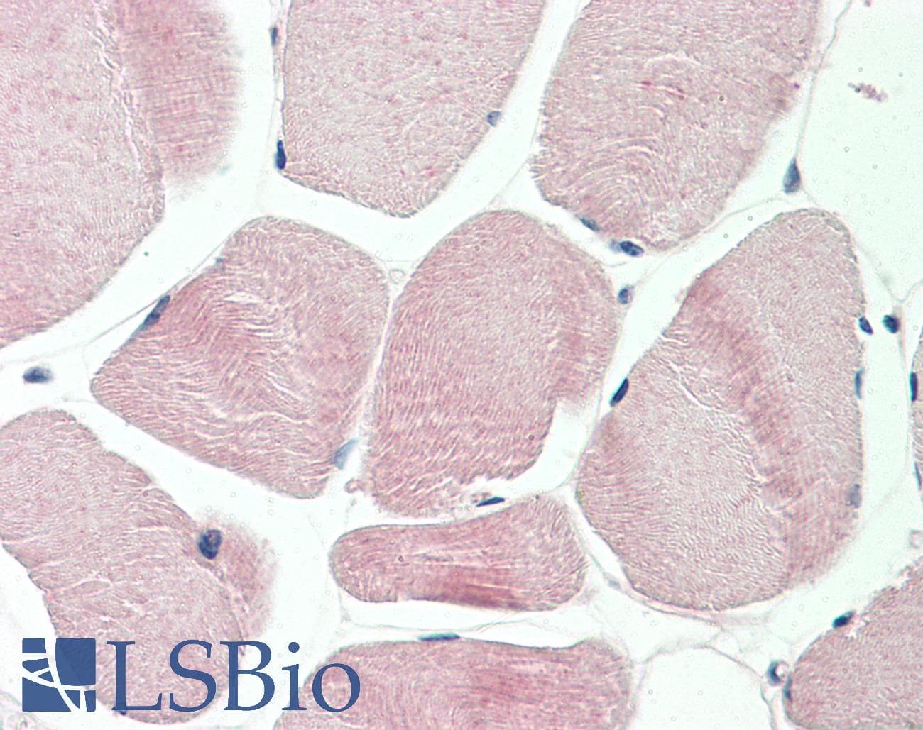 GAPDH Antibody (aa107-156)