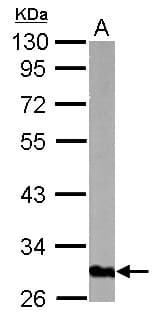 IHC-plus™ GOLPH3 Antibody