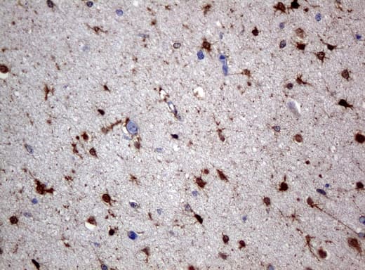 Monoclonal Mouse anti-Human ALDH1L1 Antibody (clone UMAB43, IHC, IF, WB)