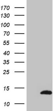 Monoclonal Mouse anti-Human CDC42SE2 Antibody (clone OTI1B2, WB)