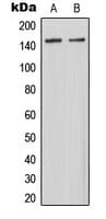MAST3 Antibody (C-Terminus)
