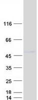 Human DNMT3L Protein (Recombinant Myc-DDK (Flag))