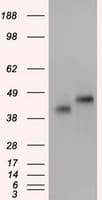 Basigin / Emmprin / CD147 Antibody (clone OTI3E9)
