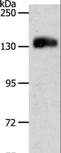 PECAM-1 / CD31 Antibody