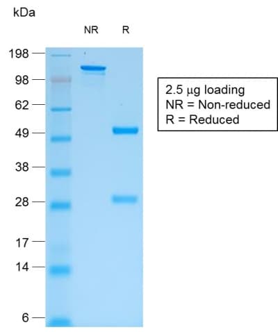 IgG Heavy Chain Antibody (clone rIG266)
