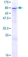 Human ZNF189 Protein (Recombinant GST)