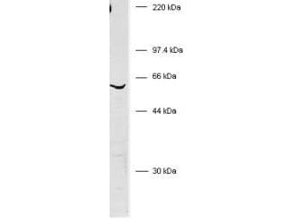 BIVM Antibody