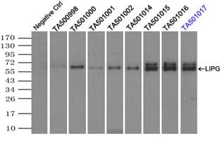 LIPG / Endothelial Lipase Antibody (clone OTI3C7, Carrier-free)