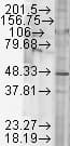 GSK3B / GSK3 Beta Antibody (C-Terminus)