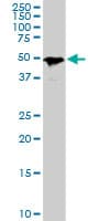 Monoclonal Mouse anti-Human SMAD1 Antibody (clone 2A1, IF, WB)