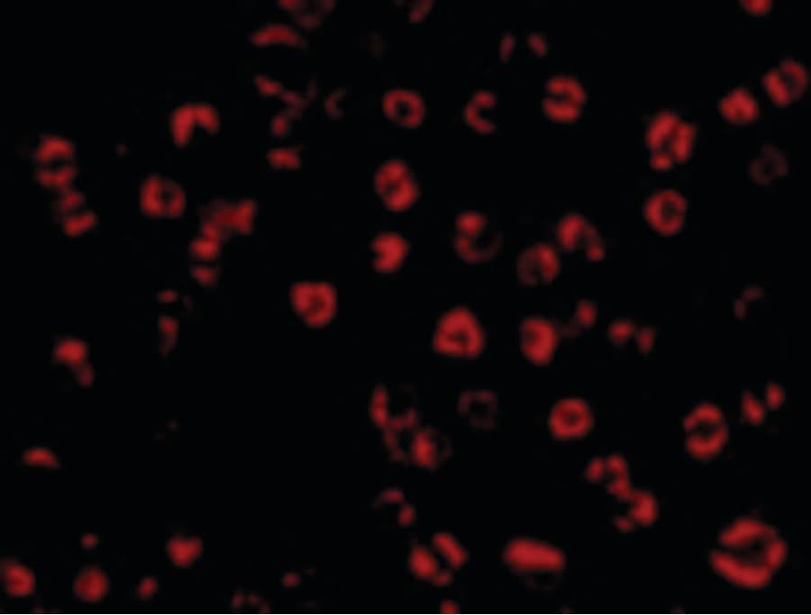 GAPDH Antibody