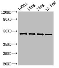 HMG1 / HMGB1 Antibody