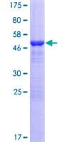 Human KCTD6 Protein (Recombinant GST)