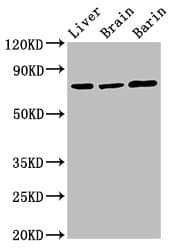 HSPA5 / GRP78 / BiP Antibody