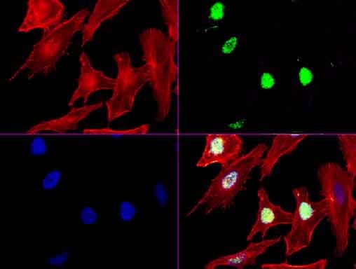 XRCC1 Antibody (clone UMAB40, Carrier-free)