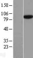SEC23B Protein (Over-Expression Lysate Myc-DDK (Flag))