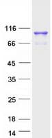 Human UNC45B Protein (Recombinant Myc-DDK (Flag))