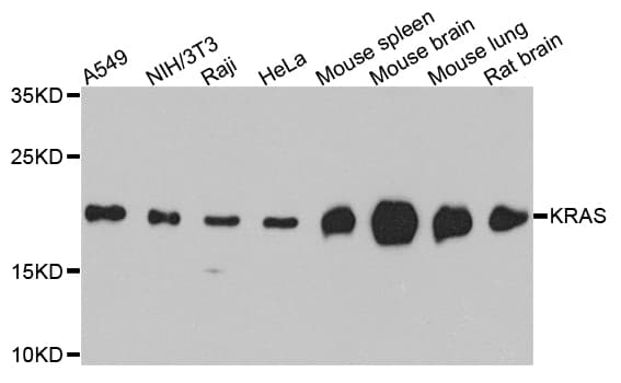 KRAS Antibody