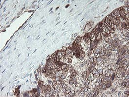 TSC22D1 / TSC22 Antibody (clone OTI3B10)