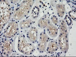 TRIM38 Antibody (clone OTI15B10)