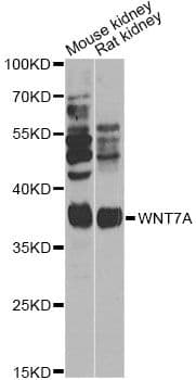 Polyclonal Rabbit anti-Human WNT7A Antibody (WB)