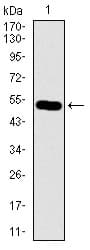 Monoclonal Mouse anti-Human Ls173753 Antibody (clone 7A3A9, aa282-527, IF, WB)