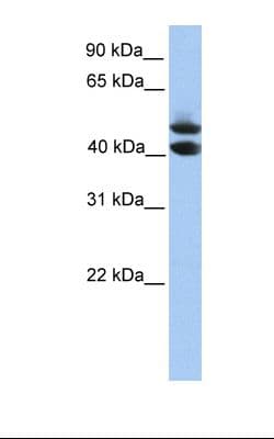 SOHLH1 Antibody (C-Terminus)