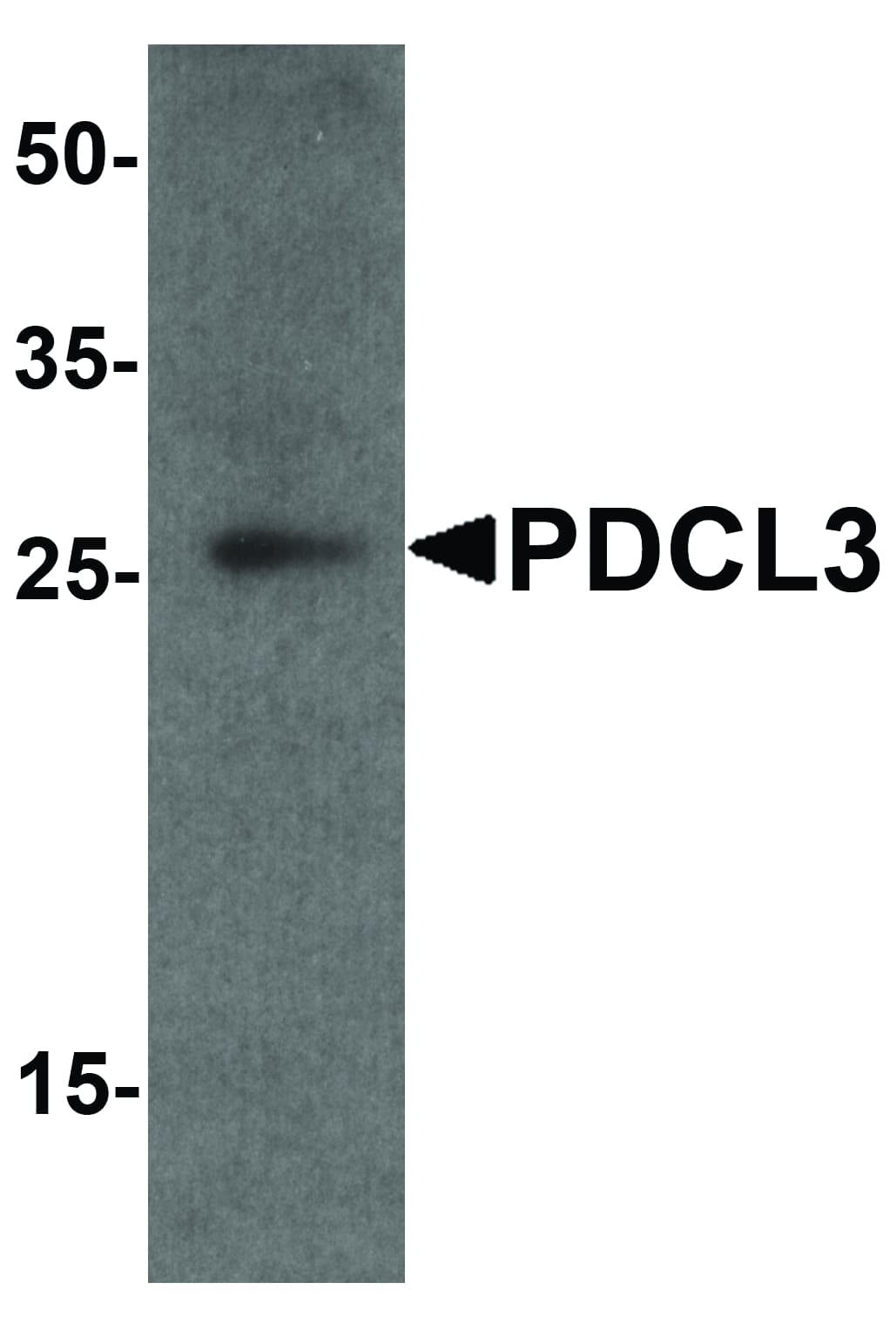 IHC-plus™ PDCL3 Antibody