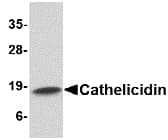 IHC-plus™ LL37 / Cathelicidin Antibody