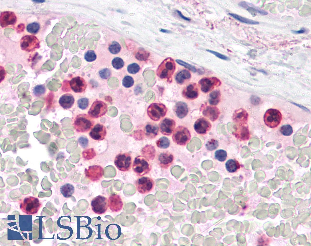 PathPlus™ TLR4 Antibody