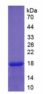 Rat NTF3 / Neurotrophin 3 Protein (Recombinant His, N-Terminal)