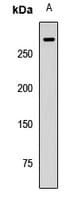 FLNB / TAP Antibody