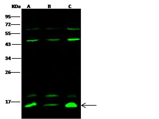 Polyclonal Rabbit anti-Human E-FABP / FABP5 Antibody (Preservative Free, IF, WB)