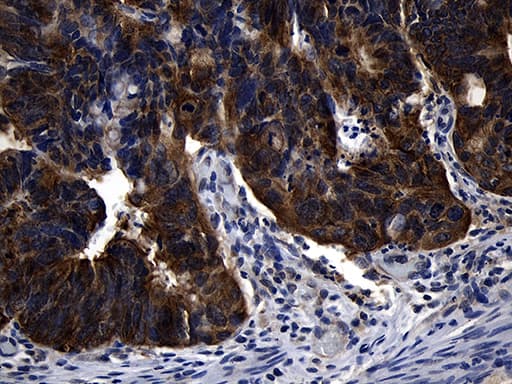 RNF14 / ARA54 Antibody (aa1-220, clone OTI1C9)