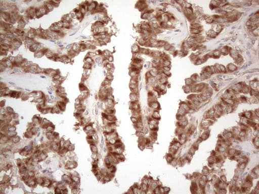 Monoclonal Mouse anti-Human MXD4 Antibody (clone OTI1A2, IHC, WB)