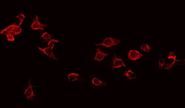 Polyclonal Rabbit anti-Human CD247 / CD3 Zeta Antibody (phospho-Tyr142, IF, WB)