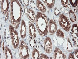 SENP2 Antibody (aa139-523, clone OTI3E7)
