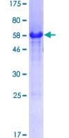 Human POLR3H Protein (Recombinant GST)