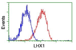 LHX1 Antibody (clone OTI2A4)