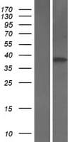 ITGB1BP2 / MELUSIN Protein (Over-Expression Lysate Myc-DDK (Flag))