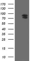 TLE1 / TLE 1 Antibody (aa180-460, clone OTI1F9)